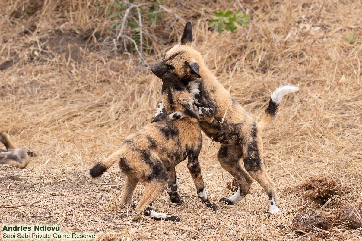 A13andries Wilddogs Blog 2 Final A13andries Wilddogs Blog 2 Final