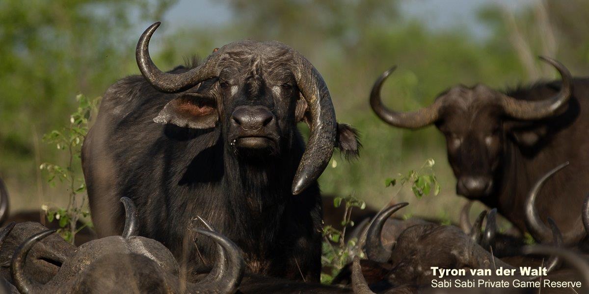 A14Tyron Van Der Walt Buffalo 281020 2 Final A14Tyron Van Der Walt Buffalo 281020 2 Final