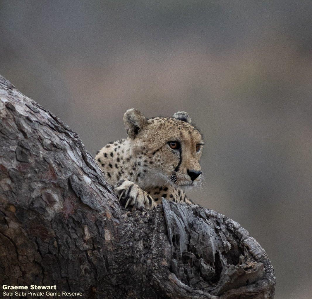 A15Graeme Stewart Cheetah 210921 Final A15Graeme Stewart Cheetah 210921 Final