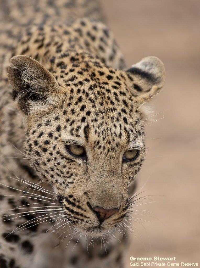 A26Graeme Stewart Female Leopard Unknown 180921 3  Final