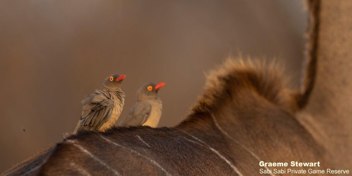 A37Graeme Stewart Red BIlled Oxpecker 250921 Final A37Graeme Stewart Red BIlled Oxpecker 250921 Final