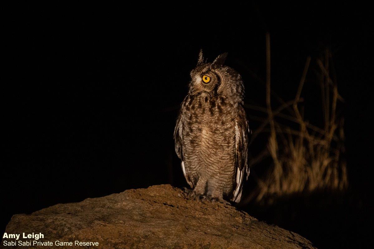 A38Amy Leigh Spotted Eagle Owl 240921 Final A38Amy Leigh Spotted Eagle Owl 240921 Final