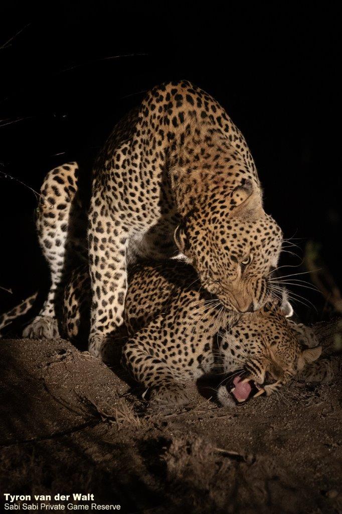 B01Tyron Van Der Walt Mating Leopards 040921 Portrait 2 Final B01Tyron Van Der Walt Mating Leopards 040921 Portrait 2 Final