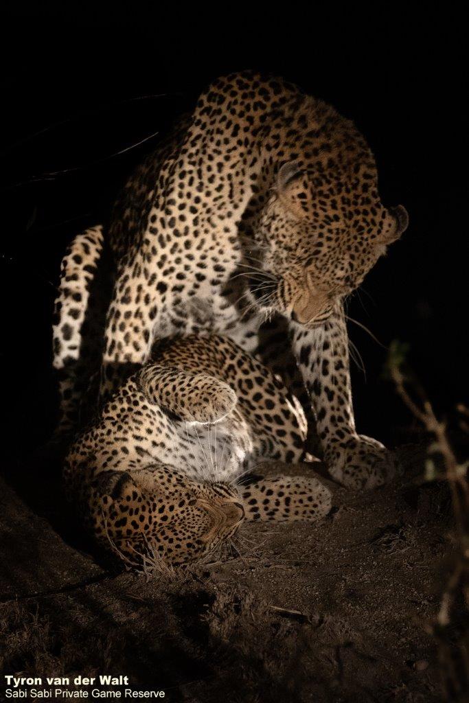 B02Tyron Van Der Walt Mating Leopards 040921 Portrait 3 Final B02Tyron Van Der Walt Mating Leopards 040921 Portrait 3 Final