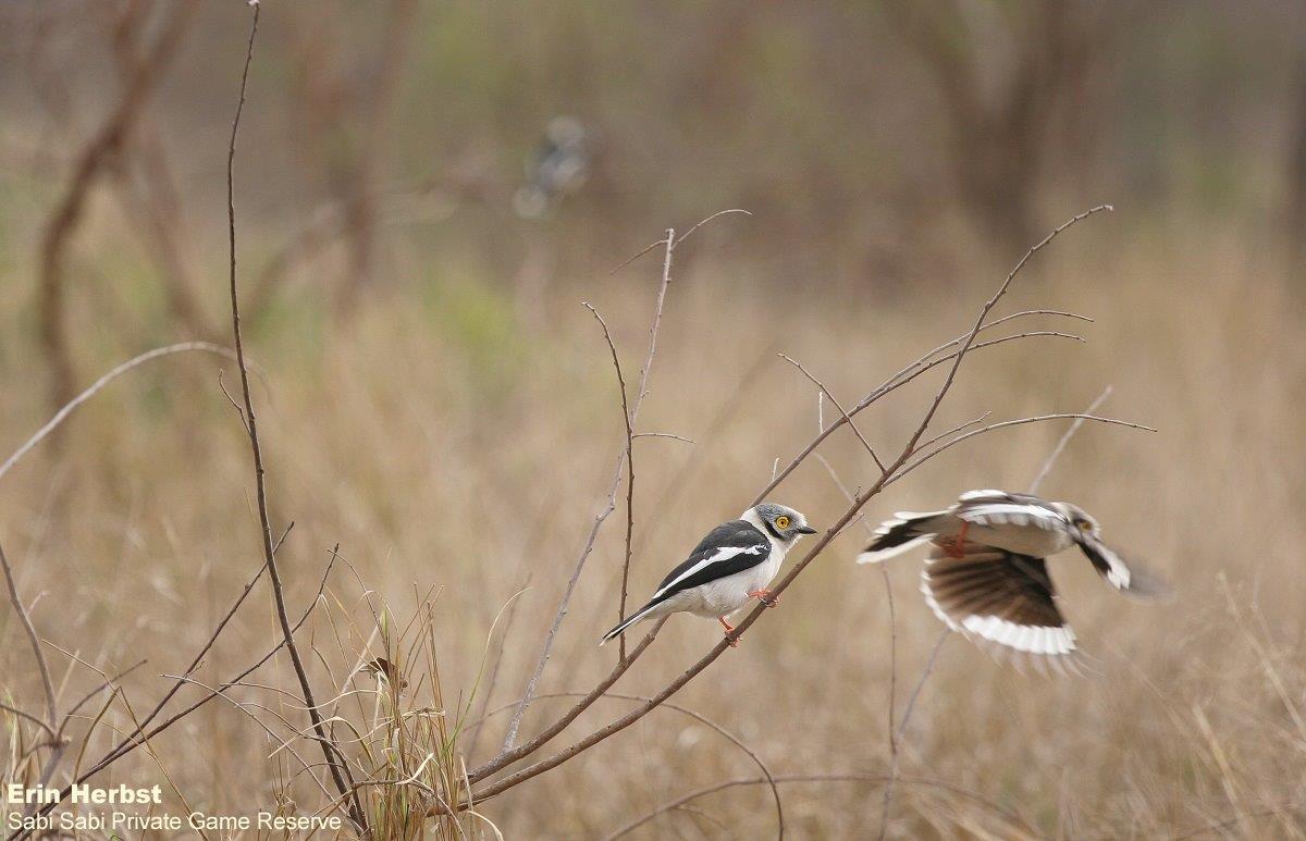 B28Erin Herbst White Crested Helmet Shrike 2 HQ 100920 Final B28Erin Herbst White Crested Helmet Shrike 2 HQ 100920 Final