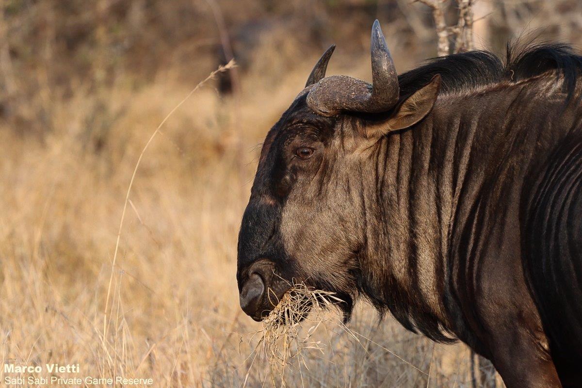 B29Marco Vietti Wildebeest 260821 Final B29Marco Vietti Wildebeest 260821 Final