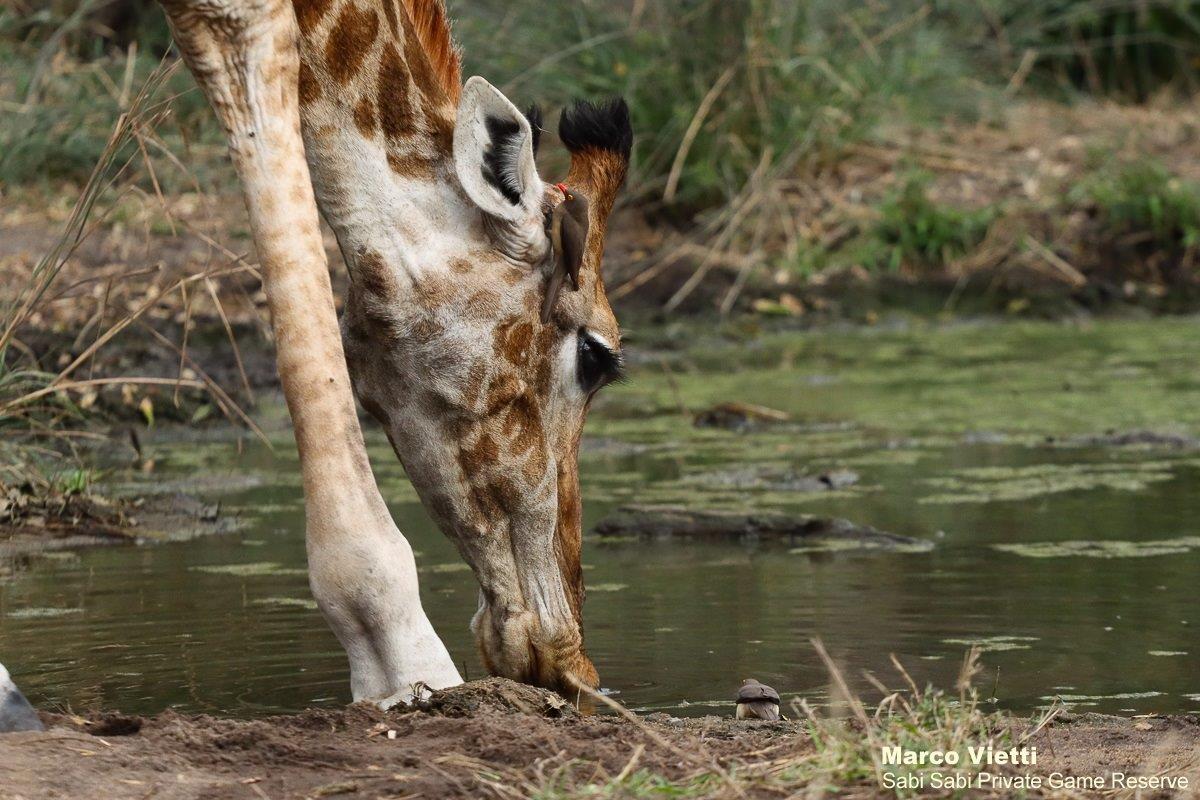 B35Marco Vietti Giraffe 260821 Final B35Marco Vietti Giraffe 260821 Final
