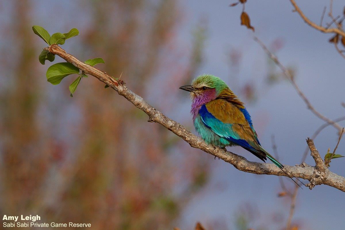 B37Amy Leigh Lilac Breasted Roller 110921 Final B37Amy Leigh Lilac Breasted Roller 110921 Final