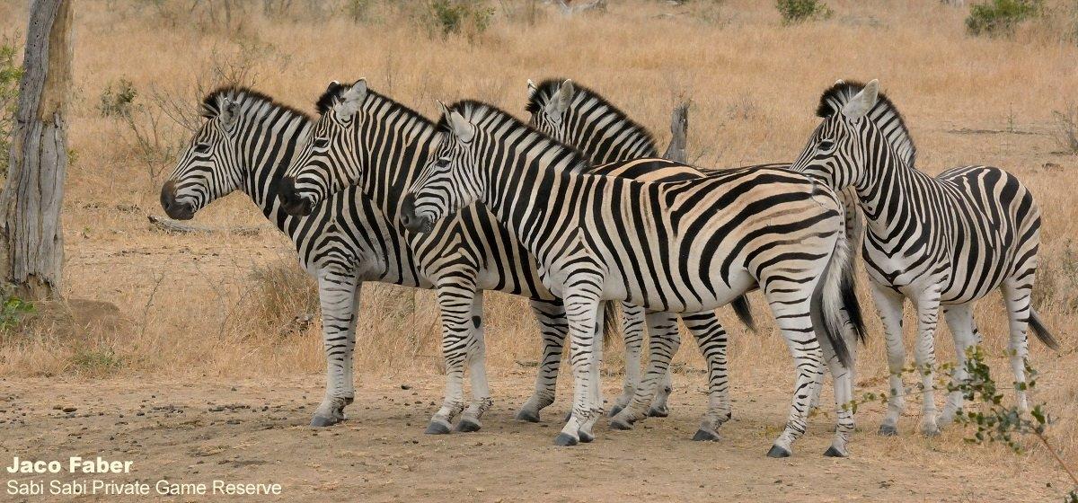 B37Jaco Faber Zebra 20210829 Final B37Jaco Faber Zebra 20210829 Final