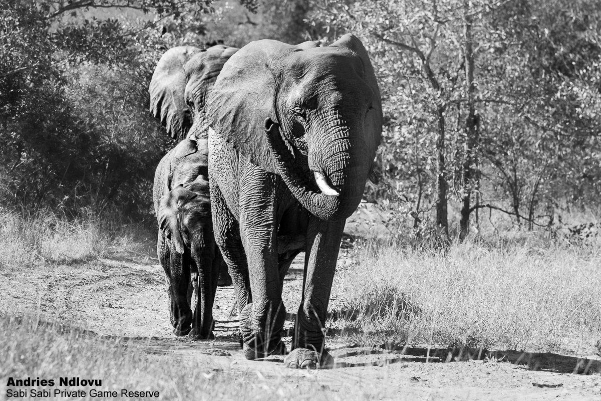 B39andries Elephants Blog 1 Br Final B39andries Elephants Blog 1 Br Final