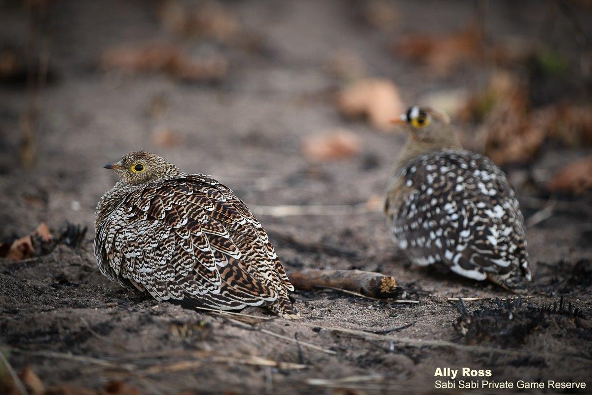 B43Ally Ross 20200623 Sand Grouse 01 Final B43Ally Ross 20200623 Sand Grouse 01 Final