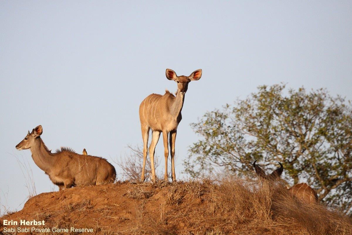 A11Erin Herbst Kudu 121021 Final A11Erin Herbst Kudu 121021 Final