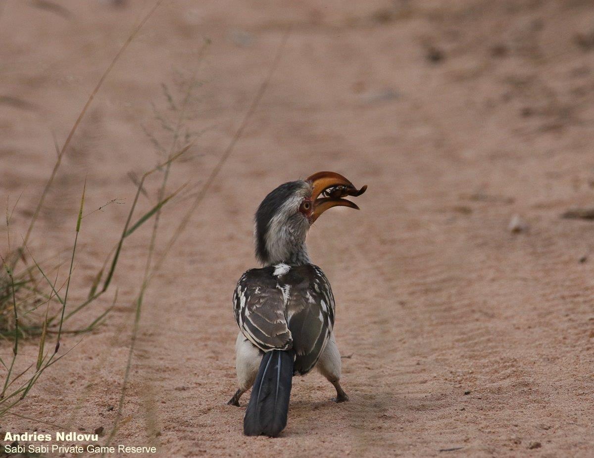 A13andries Yellowbilledhornbill 280321 Final A13andries Yellowbilledhornbill 280321 Final