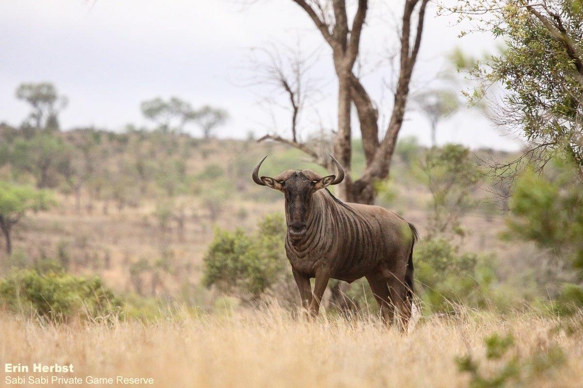 A16Erin Herbst Wildebeest 181021 Final A16Erin Herbst Wildebeest 181021 Final