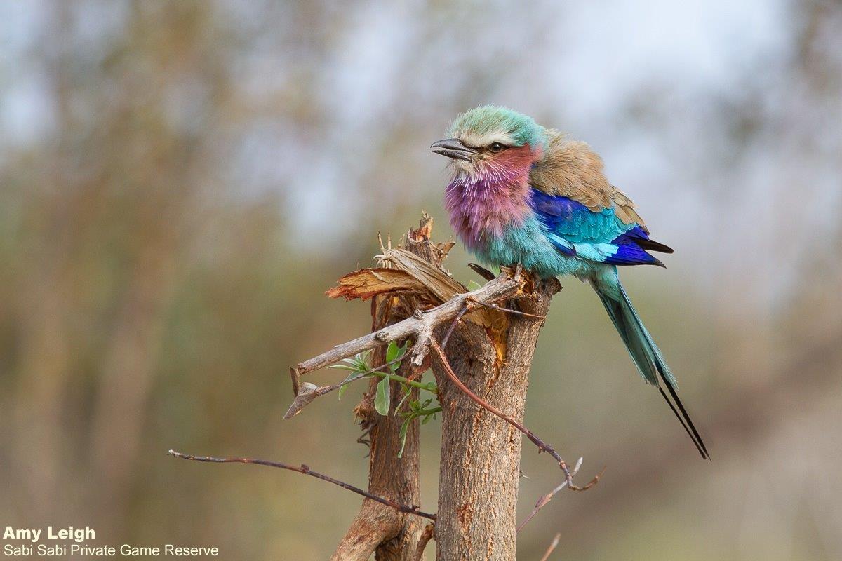 A33Amy Leigh Lilac Breasted Roller 220921 Final A33Amy Leigh Lilac Breasted Roller 220921 Final
