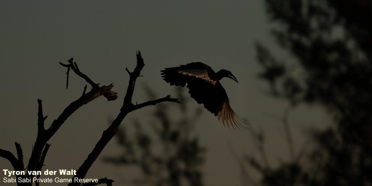 A39Tyron Van Der Walt Ground Hornbill 140621 Final A39Tyron Van Der Walt Ground Hornbill 140621 Final