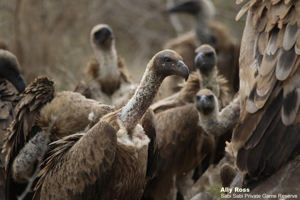 B01Ally Ross20211010 Vulture 4 Final B01Ally Ross20211010 Vulture 4 Final