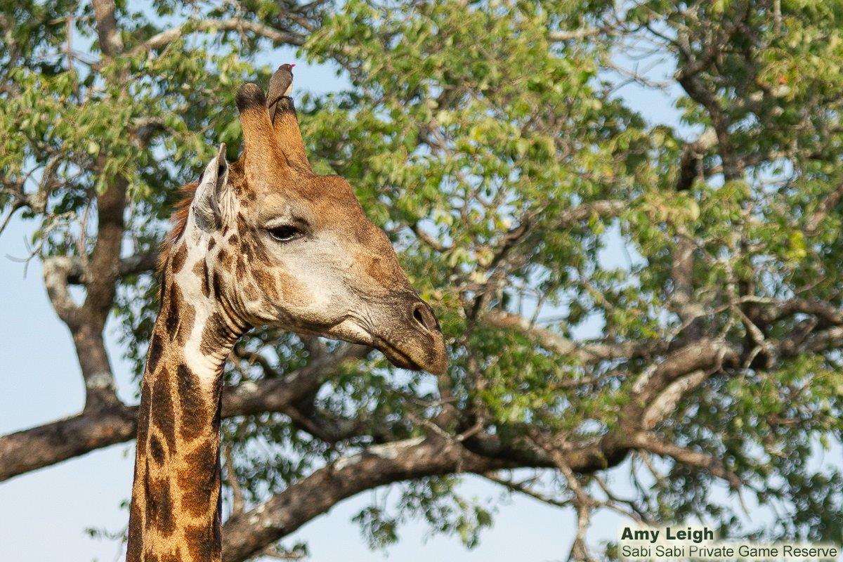 B01Amy Leigh Giraffe With Red Billed Oxpecker 130921 Final B01Amy Leigh Giraffe With Red Billed Oxpecker 130921 Final