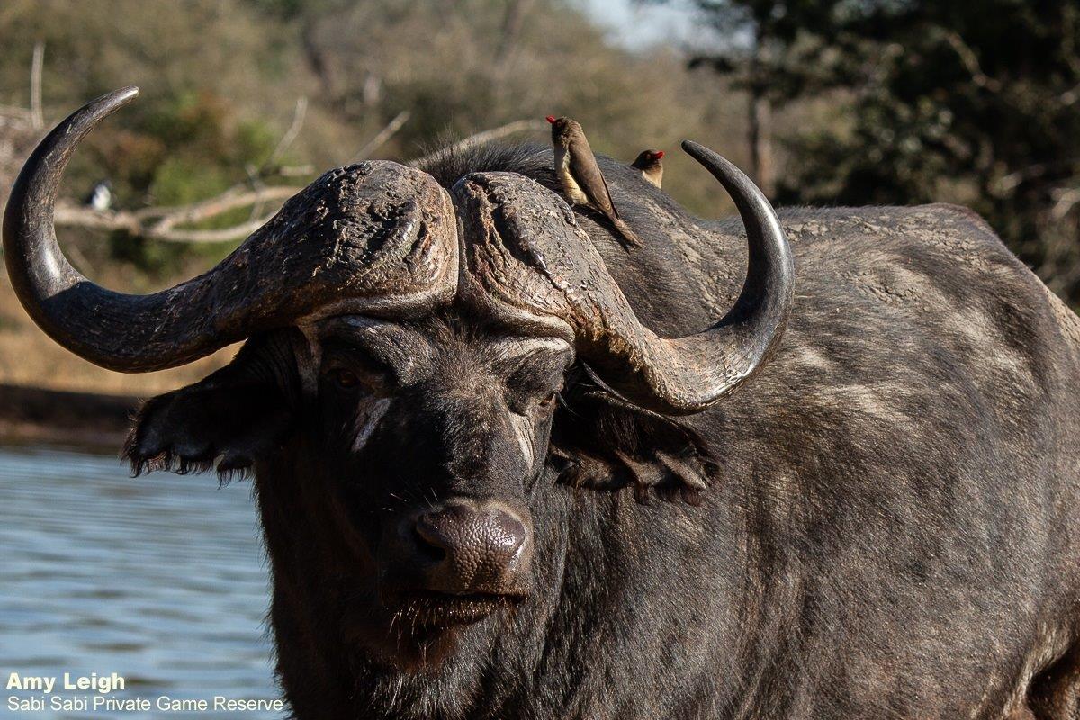 B02Amy Leigh Buffalo With Red Billed Oxpecker 1 130921 Final B02Amy Leigh Buffalo With Red Billed Oxpecker 1 130921 Final