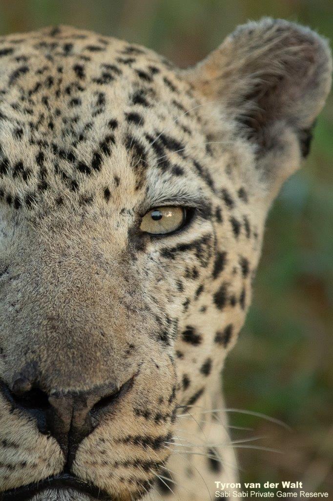 B02Tyron Van Der Walt Xovo 290421 Portrait Final