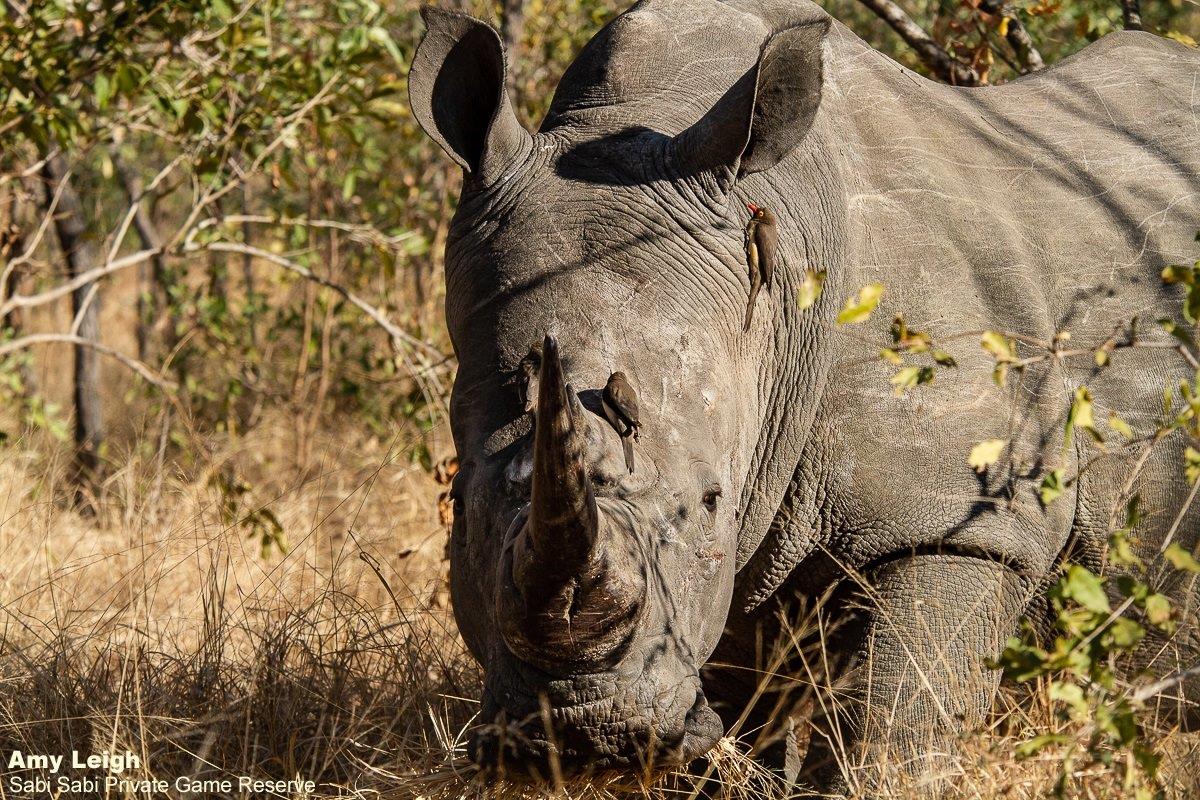 B03Amy Leigh White Rhino With Red Billed Oxpecker 1 130921 Final B03Amy Leigh White Rhino With Red Billed Oxpecker 1 130921 Final