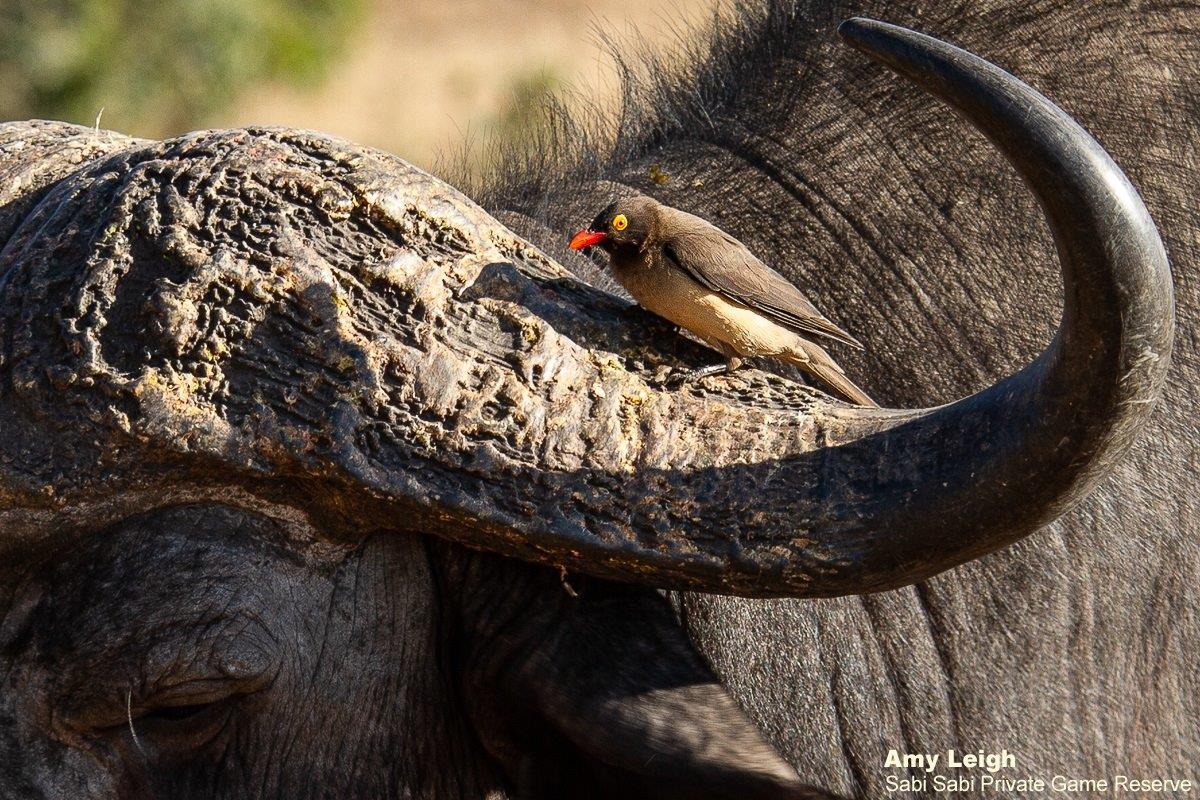 B04Amy Leigh Buffalo With Red Billed Oxpecker 2 130921 Final B04Amy Leigh Buffalo With Red Billed Oxpecker 2 130921 Final