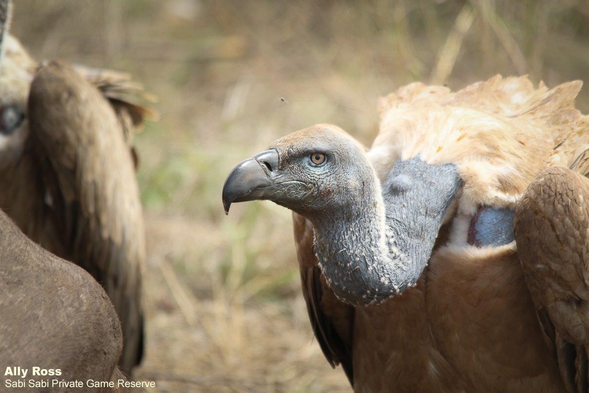 B05Ally Ross 20211010 Vulture 5 Final B05Ally Ross 20211010 Vulture 5 Final
