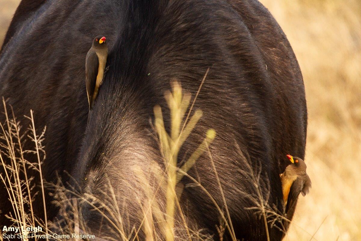 B05Amy Leigh Buffalo With Yellow Billed Oxpecker 130921 Final B05Amy Leigh Buffalo With Yellow Billed Oxpecker 130921 Final