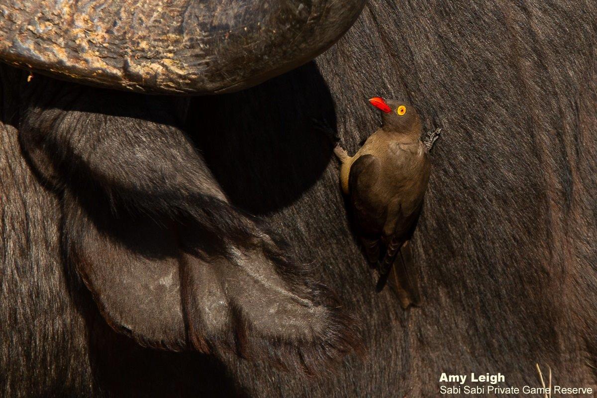 B06Amy Leigh Buffalo With Red Billed Oxpecker 3 130921 Final B06Amy Leigh Buffalo With Red Billed Oxpecker 3 130921 Final