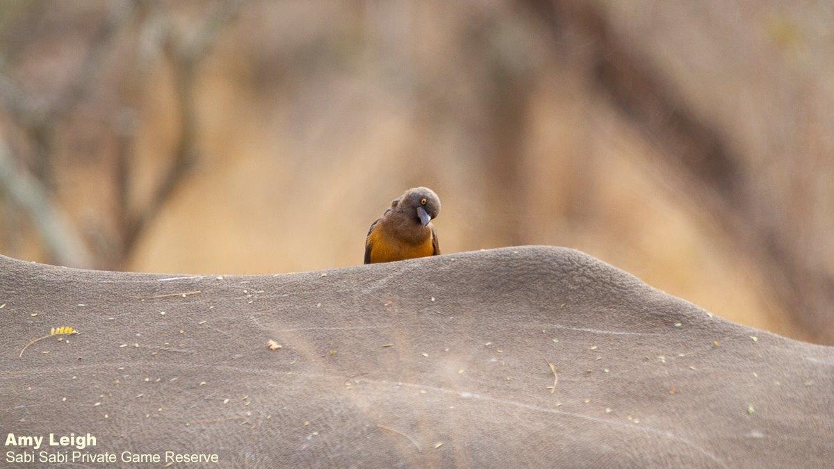 B09Amy Leigh Yellow Billed Oxpecker 100921 Final B09Amy Leigh Yellow Billed Oxpecker 100921 Final