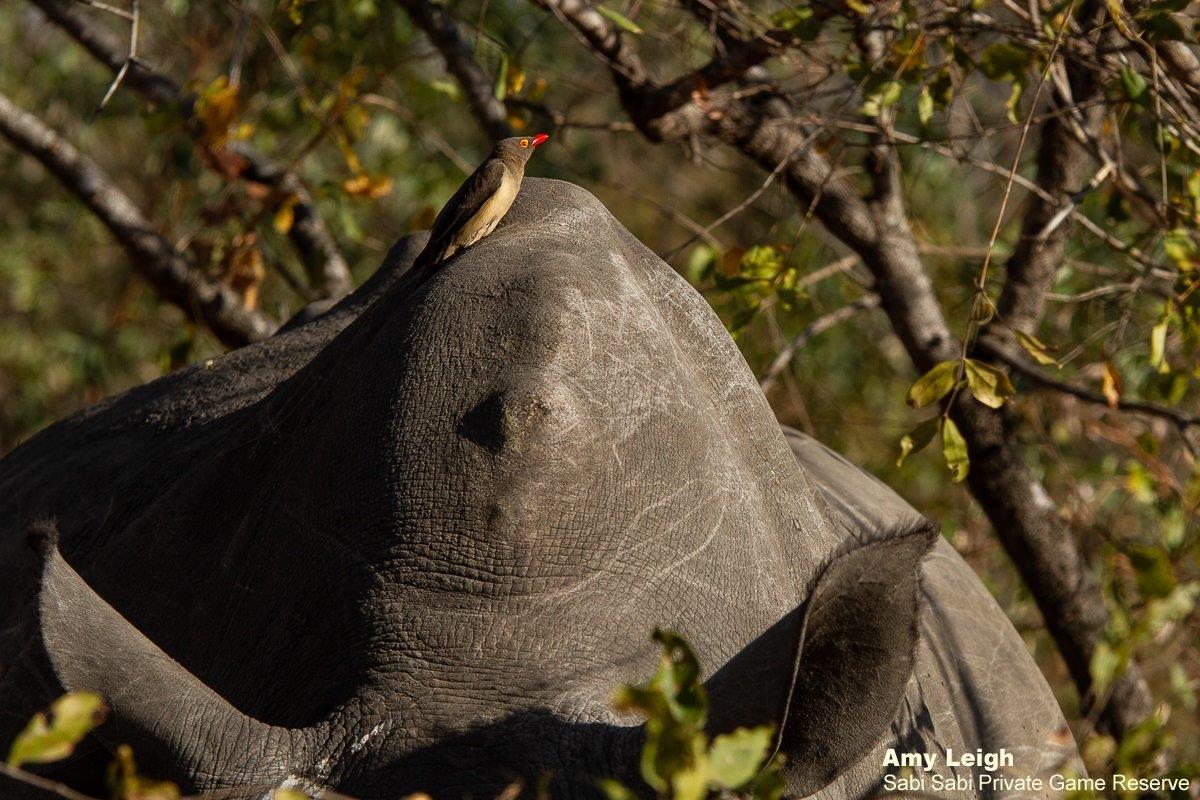B10Amy Leigh White Rhino With Red Billed Oxpecker 4 130921 Final B10Amy Leigh White Rhino With Red Billed Oxpecker 4 130921 Final