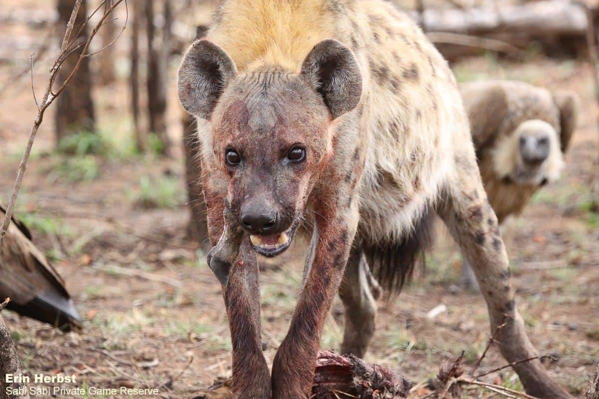 B12Erin Herbst Hyaena 5 191021 Final B12Erin Herbst Hyaena 5 191021 Final