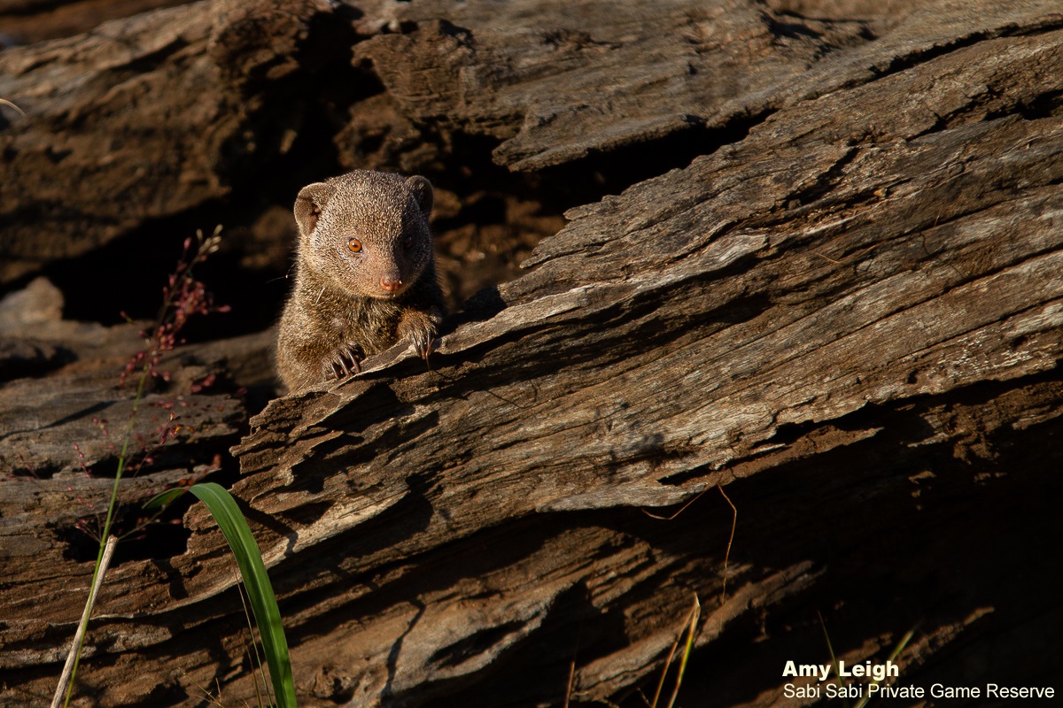 Amy Leigh Dwarf Mongoose 120521 Final Amy Leigh Dwarf Mongoose 120521 Final