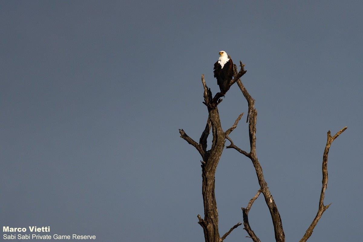 A02Marco Vietti African Fish Eagle 071021 Final A02Marco Vietti African Fish Eagle 071021 Final