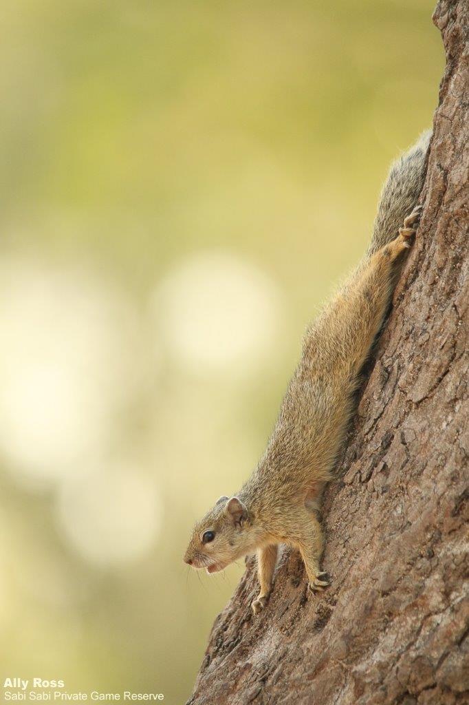 A08Ally Ross 20211020 Squirrel 01 Final A08Ally Ross 20211020 Squirrel 01 Final