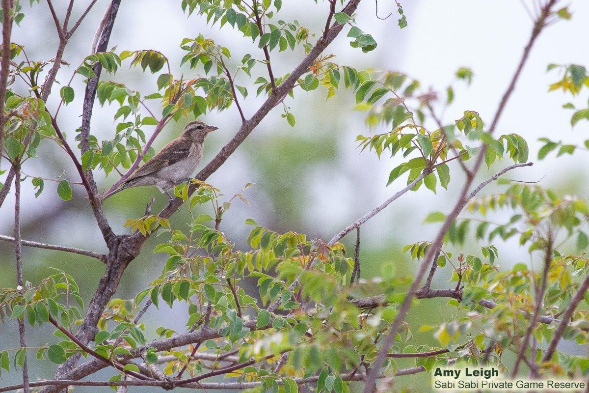 A11Amy Leigh Yellow Throated Petronia 041121 Final A11Amy Leigh Yellow Throated Petronia 041121 Final