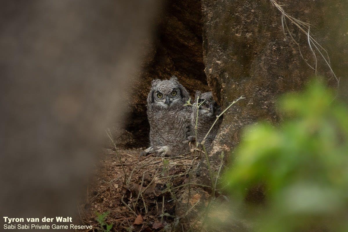 A12Tyron Van Der Walt Spotted Eagle Owl Chick 141121 Final A12Tyron Van Der Walt Spotted Eagle Owl Chick 141121 Final