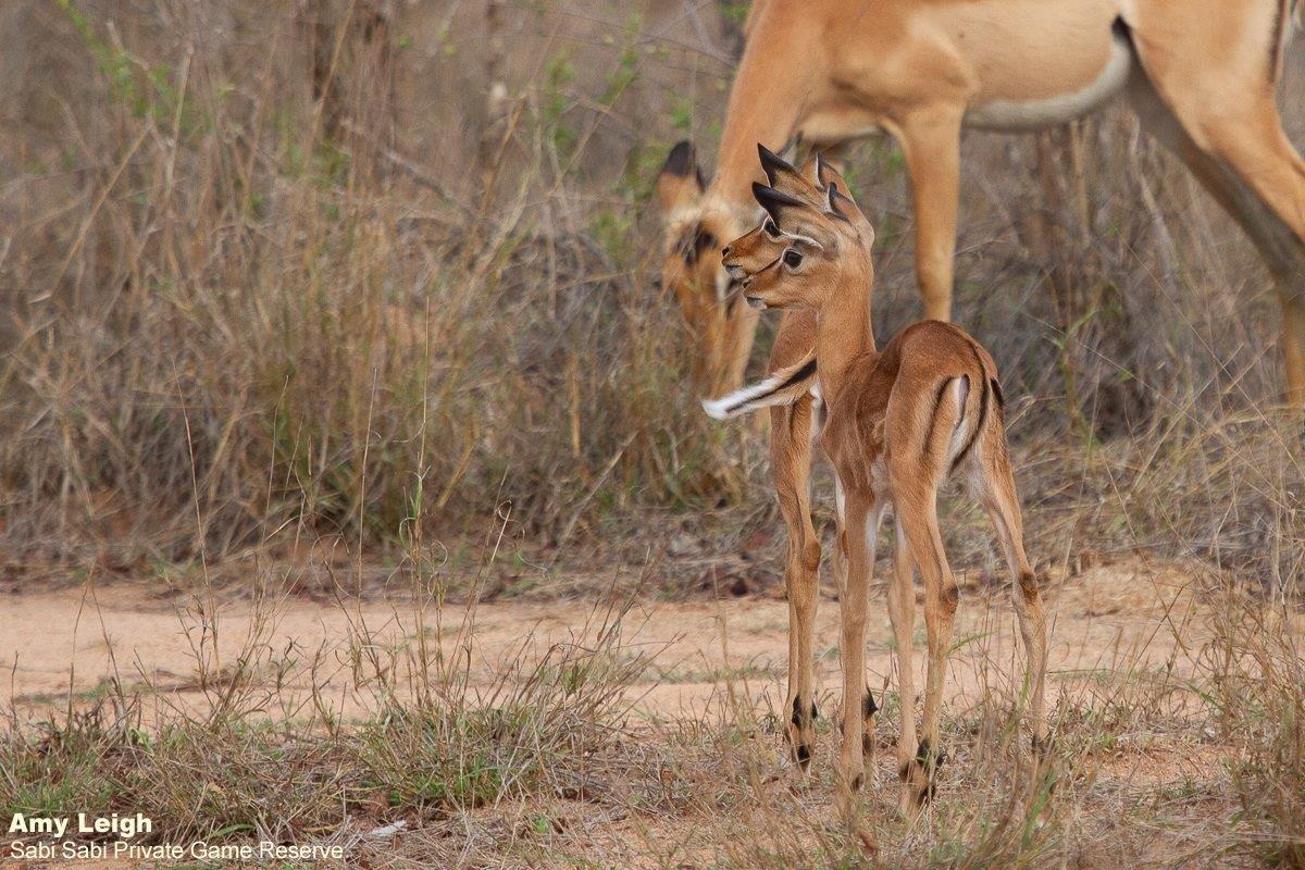 A13Amy Leigh Baby Impala 121121 Final A13Amy Leigh Baby Impala 121121 Final