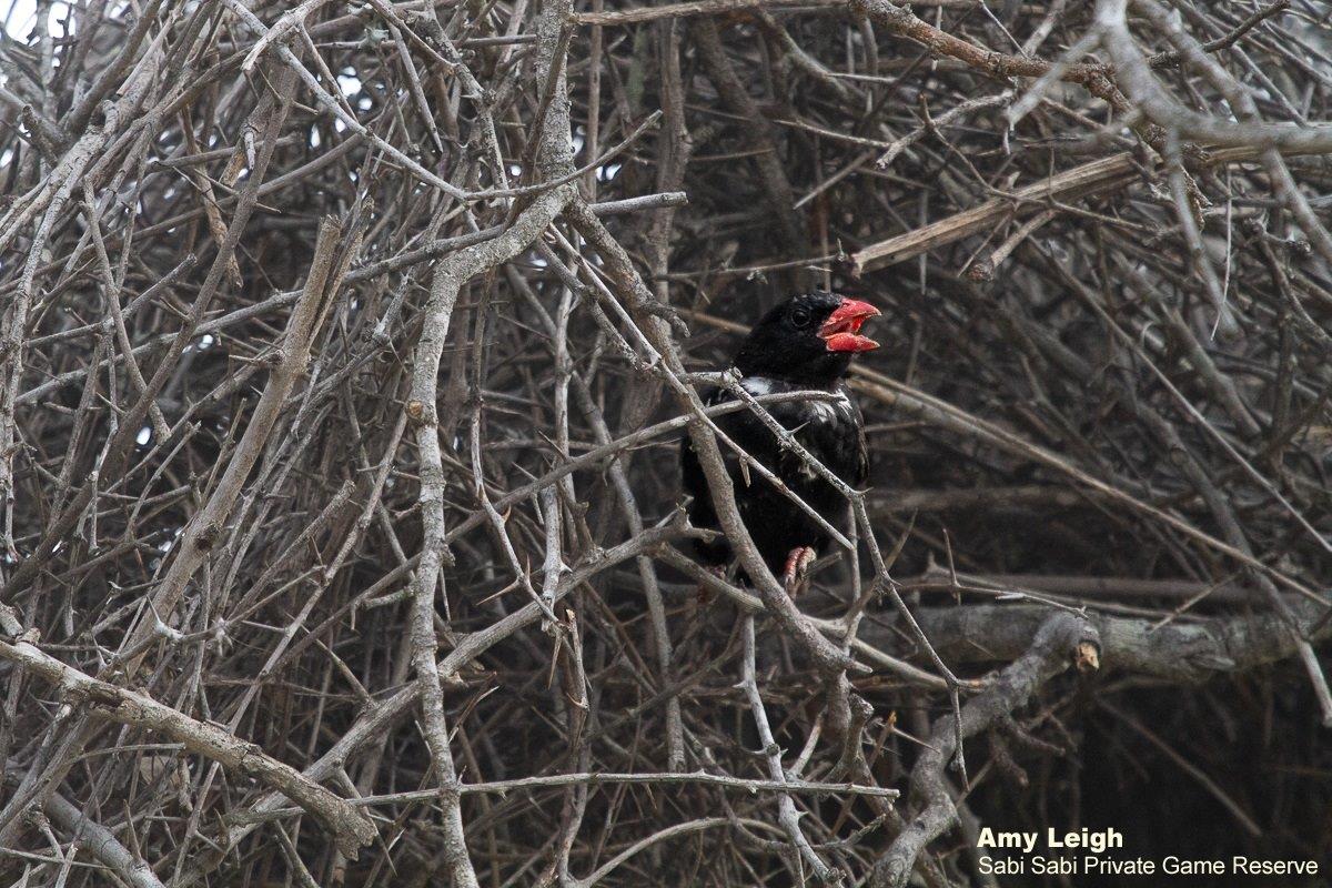 A14Amy Leigh Red Billed Buffalo Weaver 121121 Final A14Amy Leigh Red Billed Buffalo Weaver 121121 Final