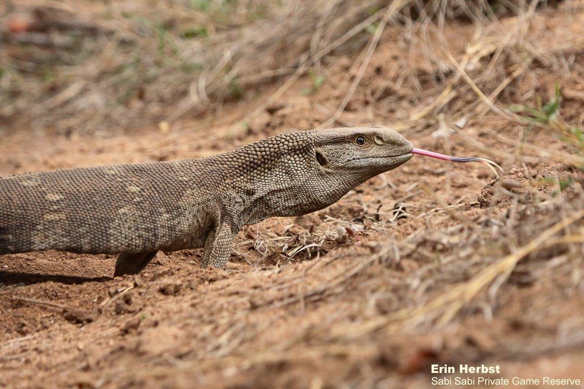A15Erin Herbst Rock Monitor 1 311021 Final A15Erin Herbst Rock Monitor 1 311021 Final