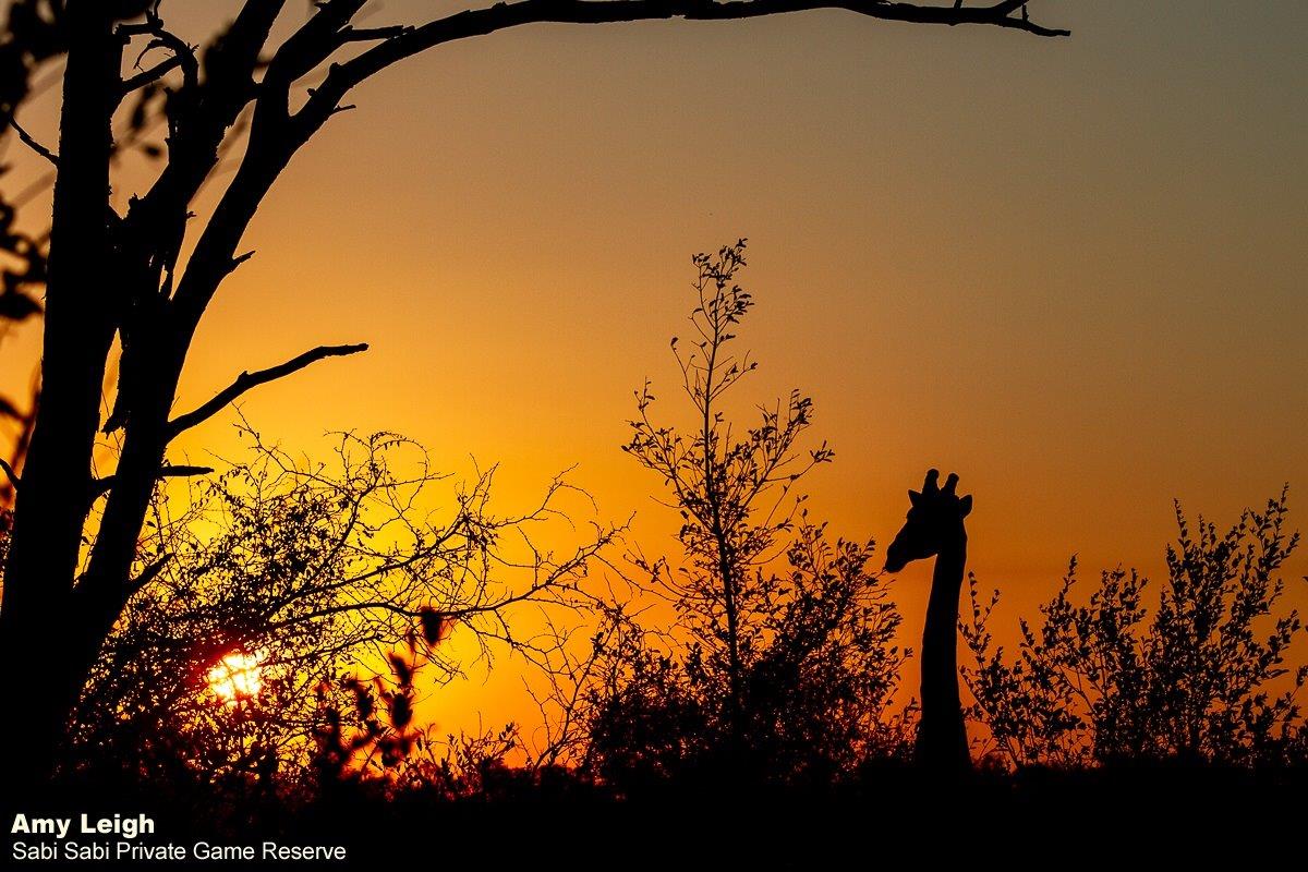B01Amy Leigh Giraffe Silhouette 010821 Final B01Amy Leigh Giraffe Silhouette 010821 Final