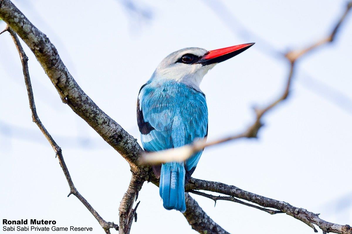 B04ronald Mutero Woodland King Fisher 03012020 10 Final