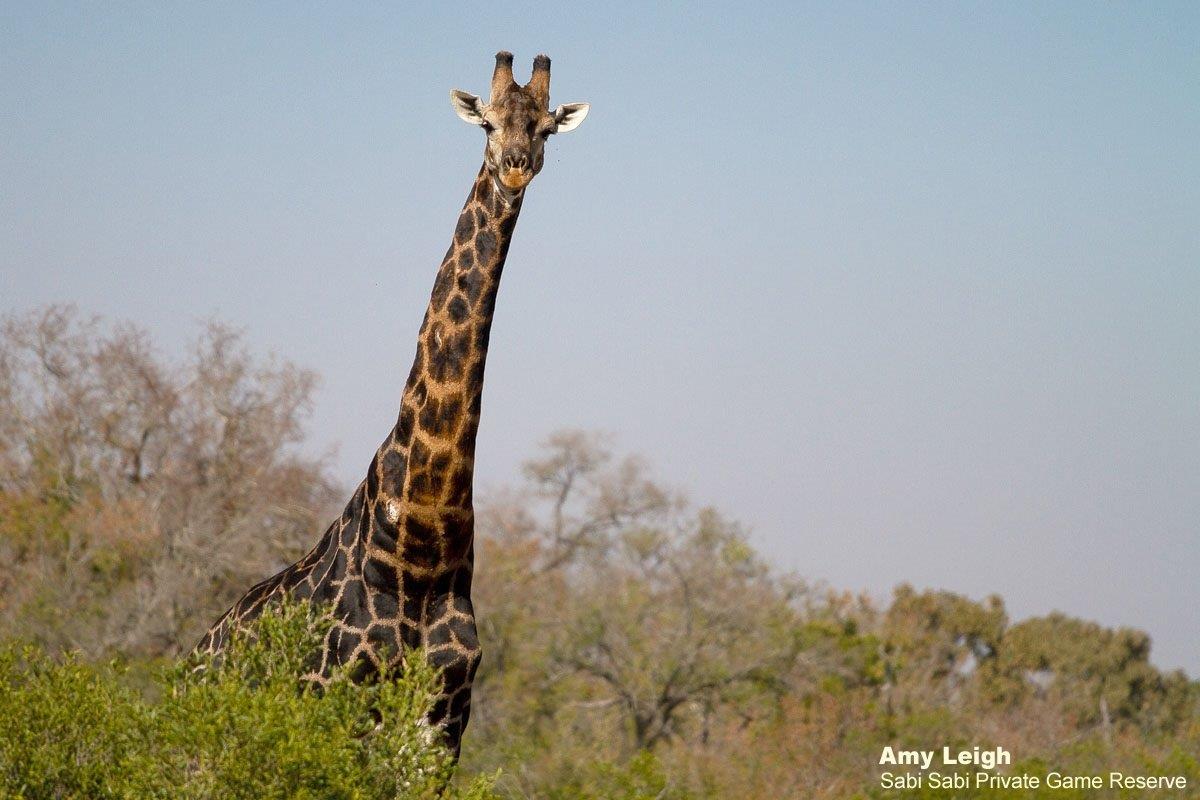 B09Amy Roberts Giraffe 1 090820 Edit Final B09Amy Roberts Giraffe 1 090820 Edit Final