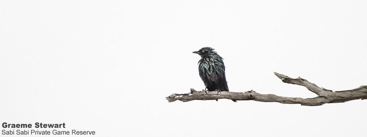 A01Graeme Stewart Greater Blue Eared Starling 141121 Final A01Graeme Stewart Greater Blue Eared Starling 141121 Final