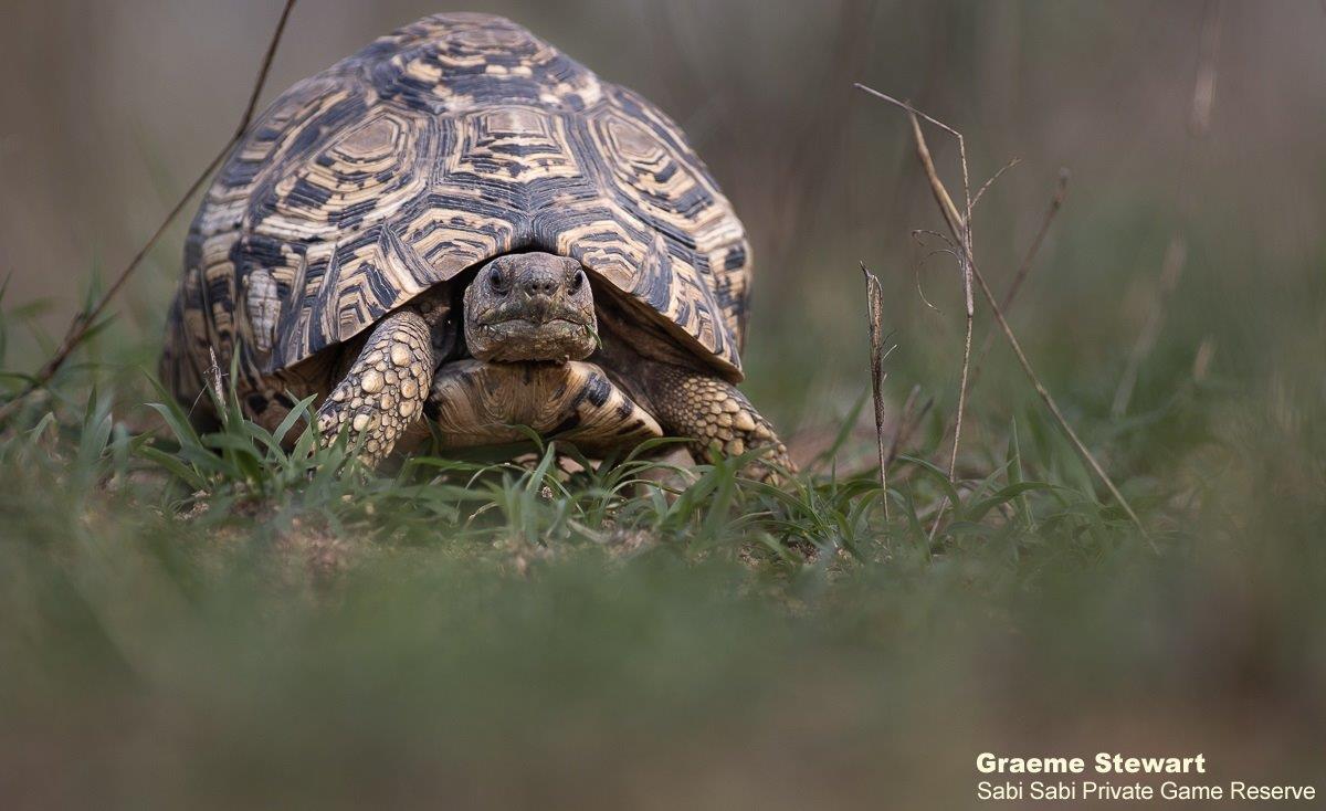 A02Graeme Stewart Leopard Tortoise 211121 Final A02Graeme Stewart Leopard Tortoise 211121 Final