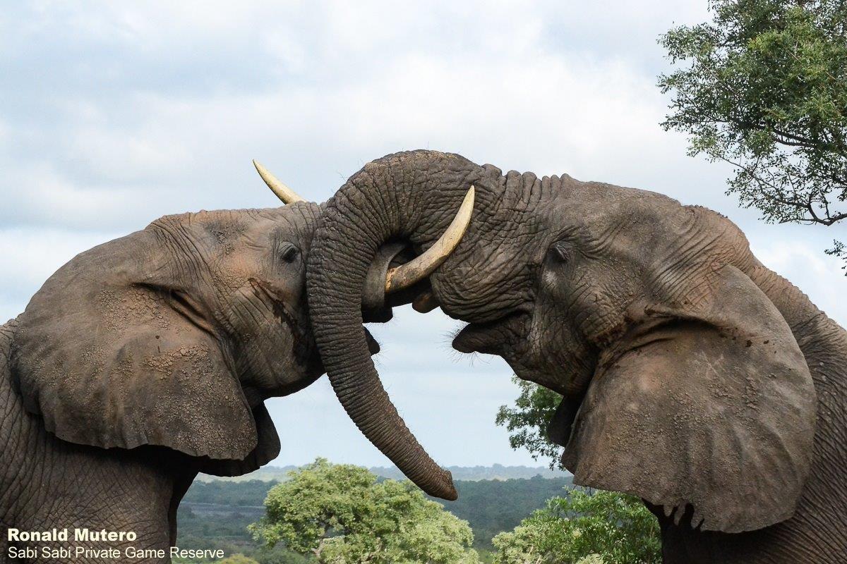 A02Ronald Mutero Elephant 30122019 8 Final A02Ronald Mutero Elephant 30122019 8 Final