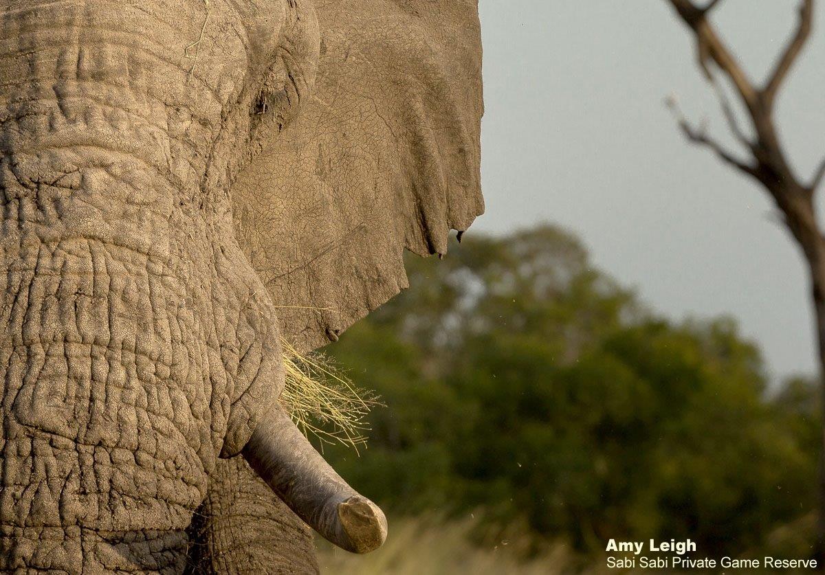 A07Amy Roberts Elephant 1 190320 Edit Final A07Amy Roberts Elephant 1 190320 Edit Final