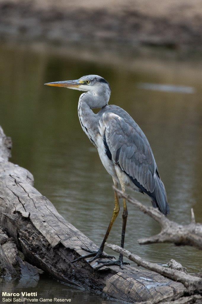 A07Marco Vietti Grey Heron 071021 Final A07Marco Vietti Grey Heron 071021 Final