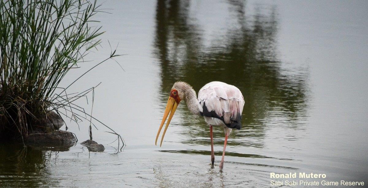 A07Ronald Mutero Yellow Billed Stork 04022020 2 Final A07Ronald Mutero Yellow Billed Stork 04022020 2 Final