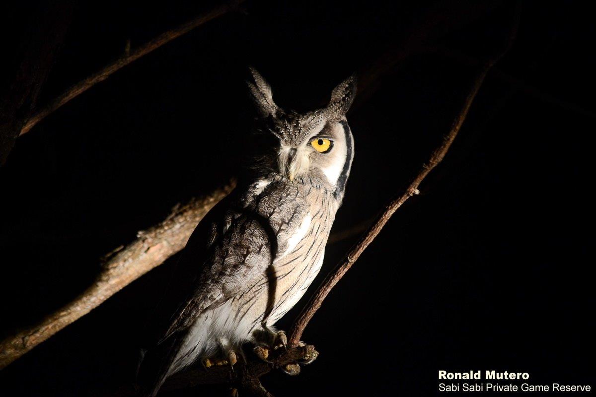 A12Ronald Mutero Southern White Faced Owl 25022020 11 Final A12Ronald Mutero Southern White Faced Owl 25022020 11 Final